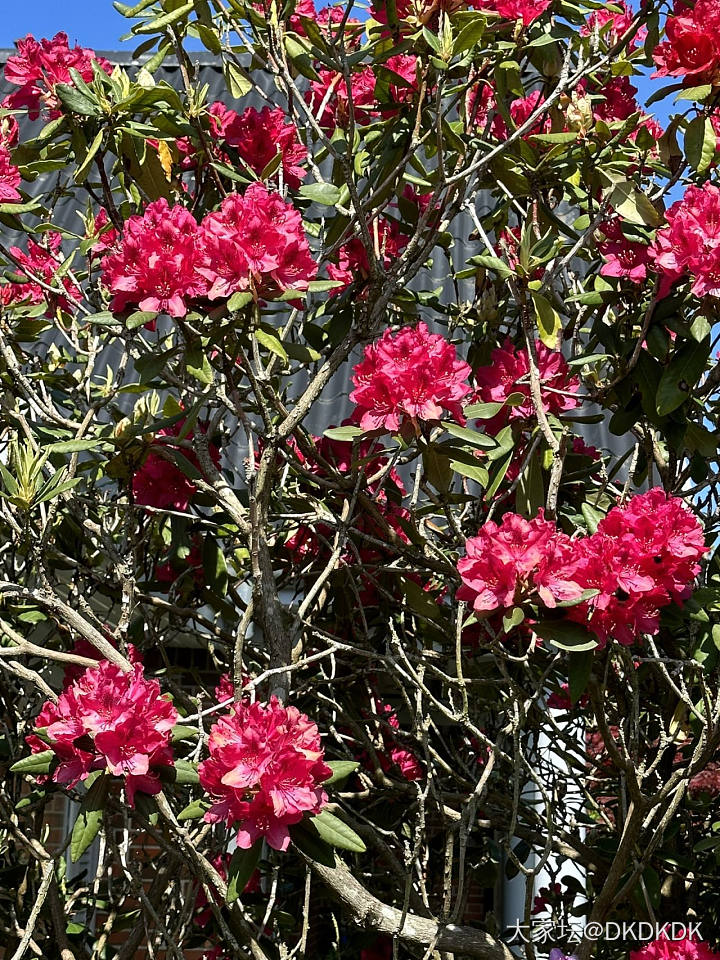 院子里的小花花_花