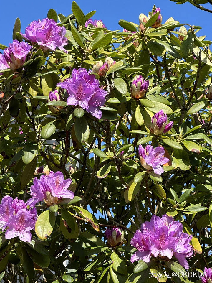 院子里的小花花_花