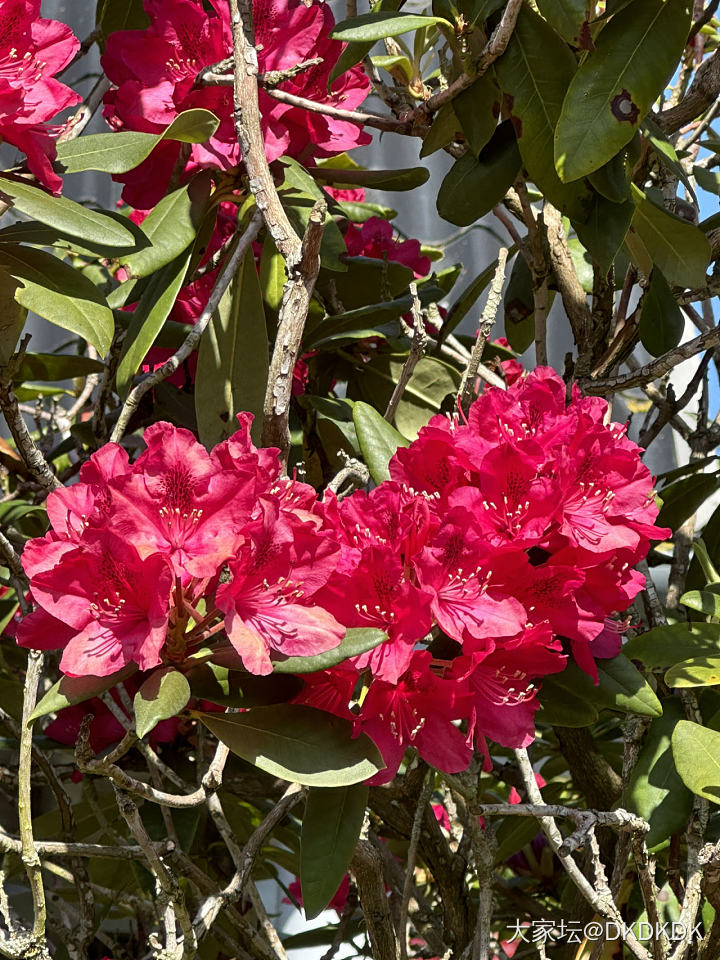 院子里的小花花_花