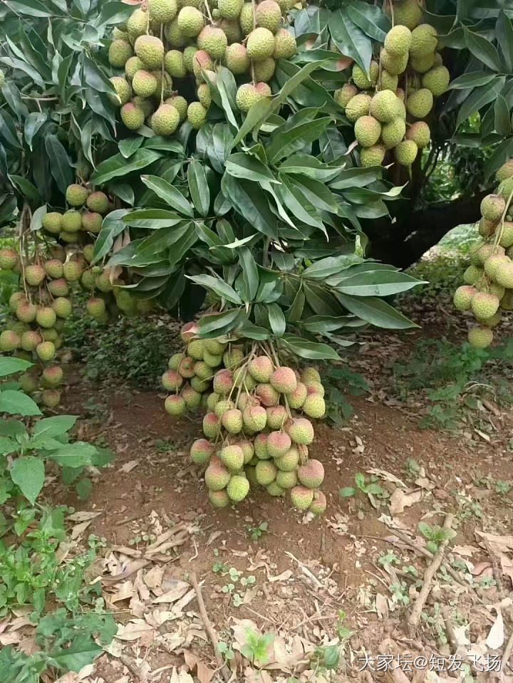 广东人民的荔枝 巨大的妃子笑_水果