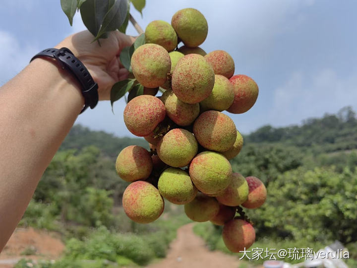 分享个自家好吃的荔枝吧_水果