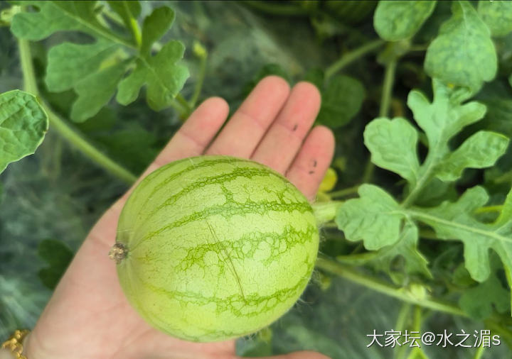 午间休息，约几个同事去摘瓜🍉_果园闲聊