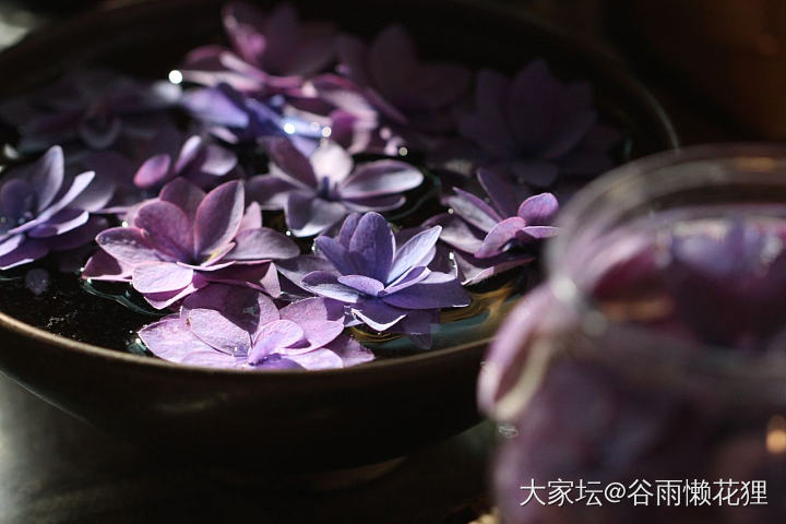 剪绣球啦~这次花期没有辜负一朵花花_花