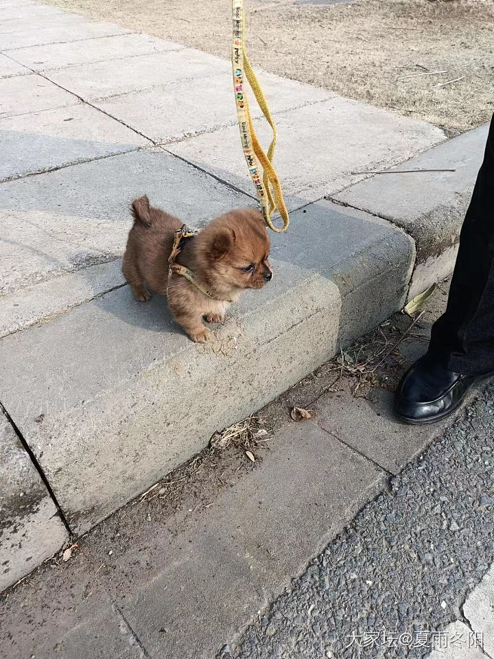 狗子长大了，学会搞破坏了。_狗