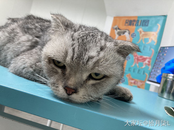 碰瓷！又是一个新喵客_猫