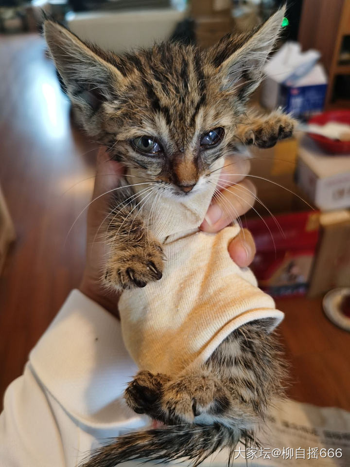 我的名字叫…小雨点😃_猫生活宠物