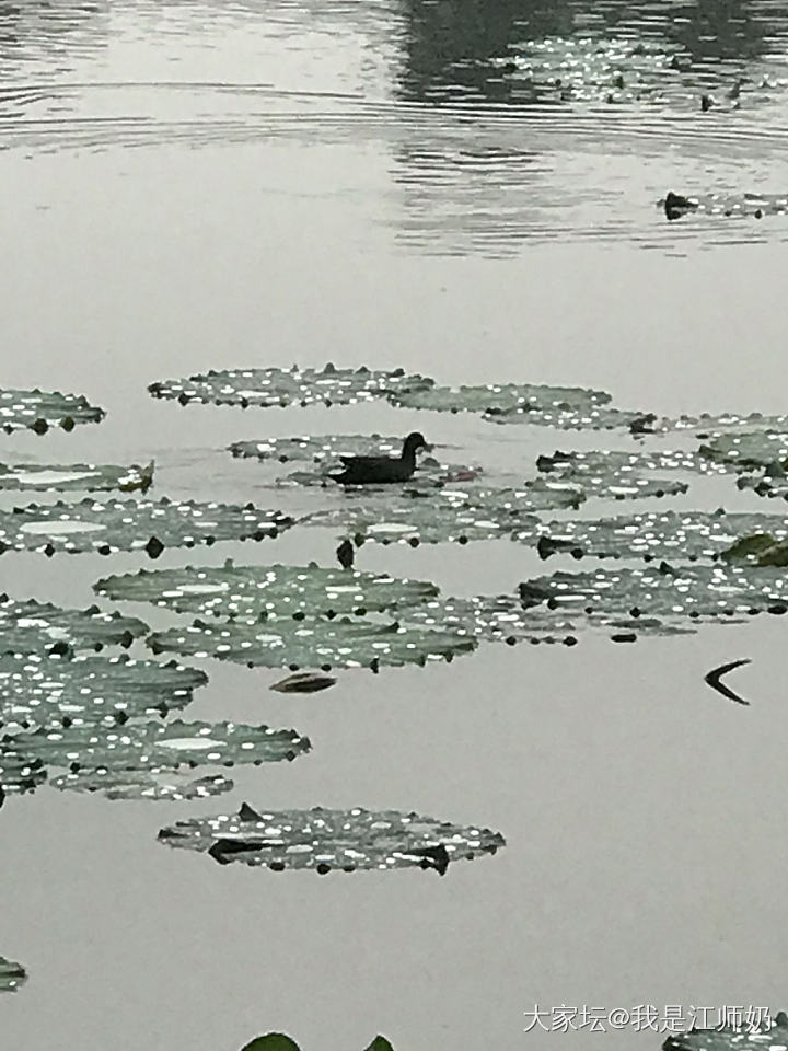 你们眼中的“烟雨江南”，就是我们的“黄梅天”。_景色