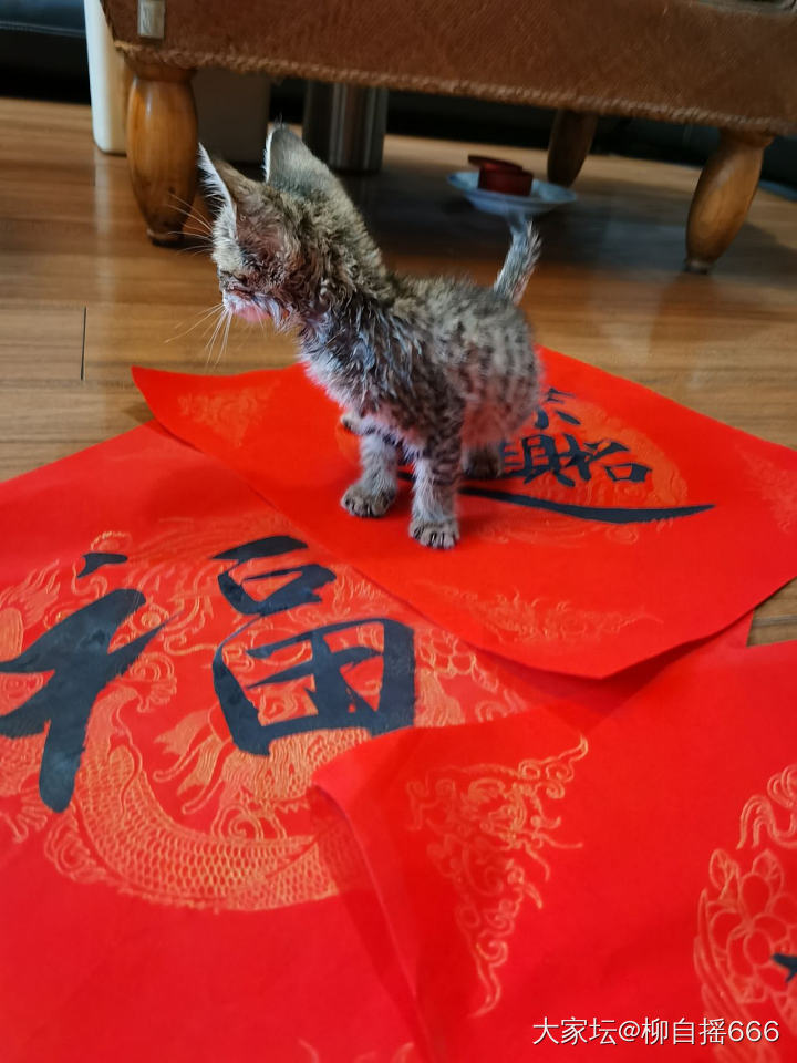 到家第四天…招财进宝福气猫🐱_宠物猫