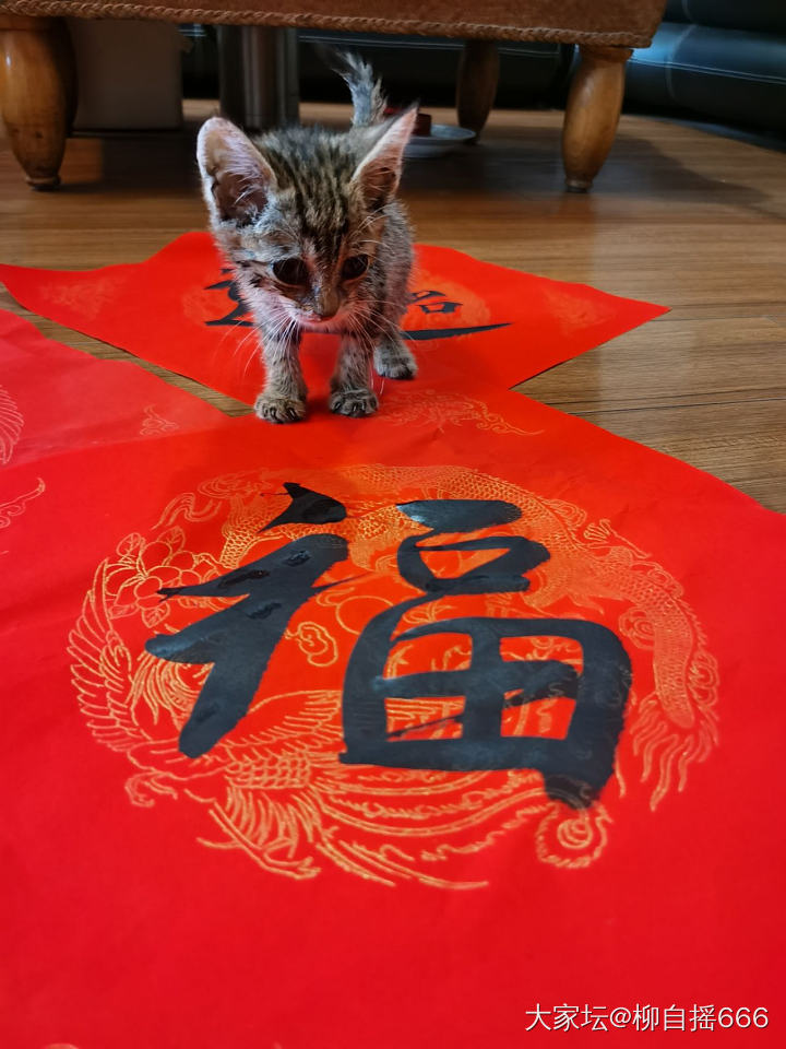 到家第四天…招财进宝福气猫🐱_宠物猫