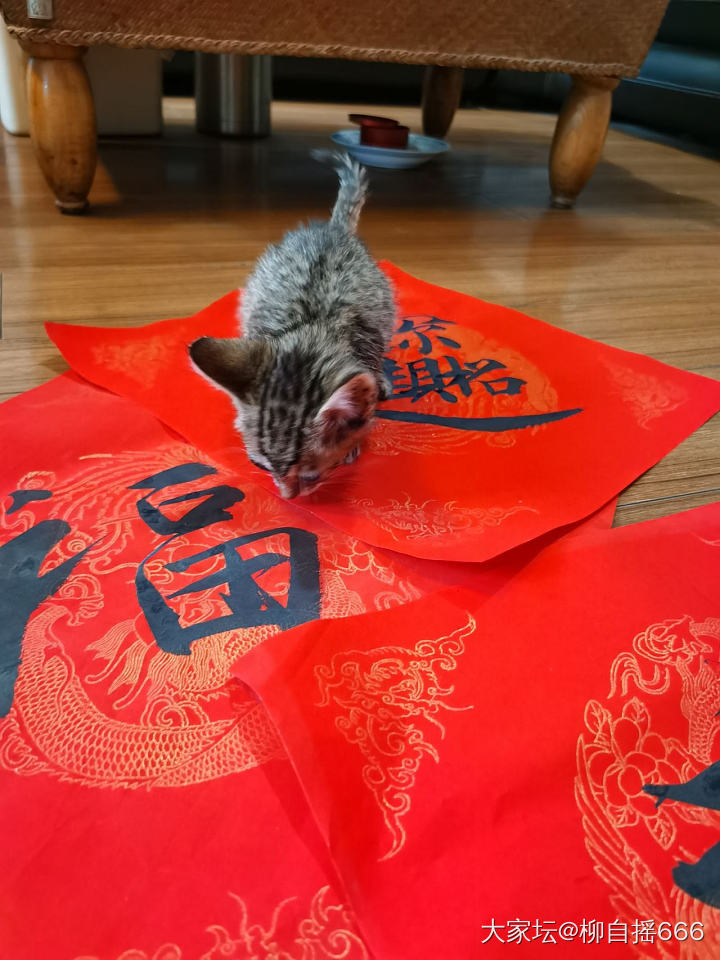 到家第四天…招财进宝福气猫🐱_宠物猫