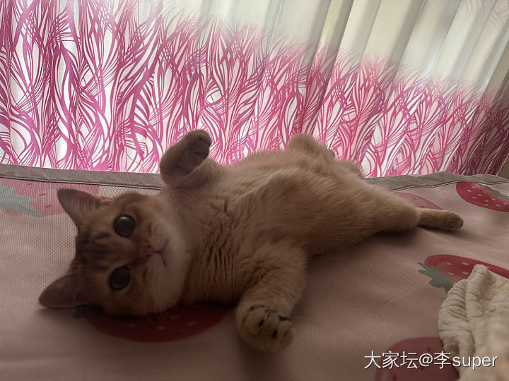 是谁家的猫咪长得这么可爱？哦原来是我家的啊！_猫