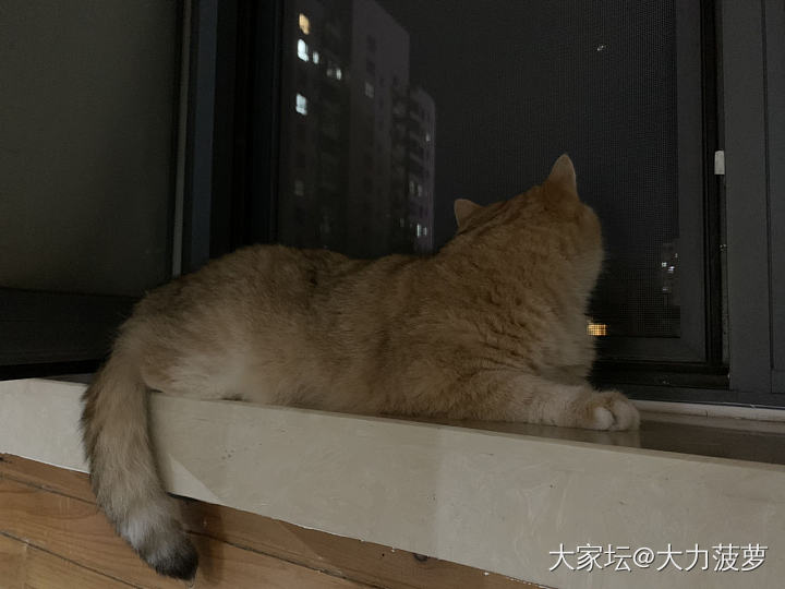 怎样告诉幺儿，可以不等麻麻👩🏻自己先睡_猫