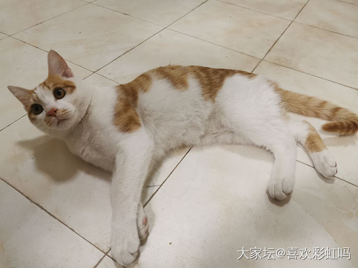 一个努力干饭的背影_猫