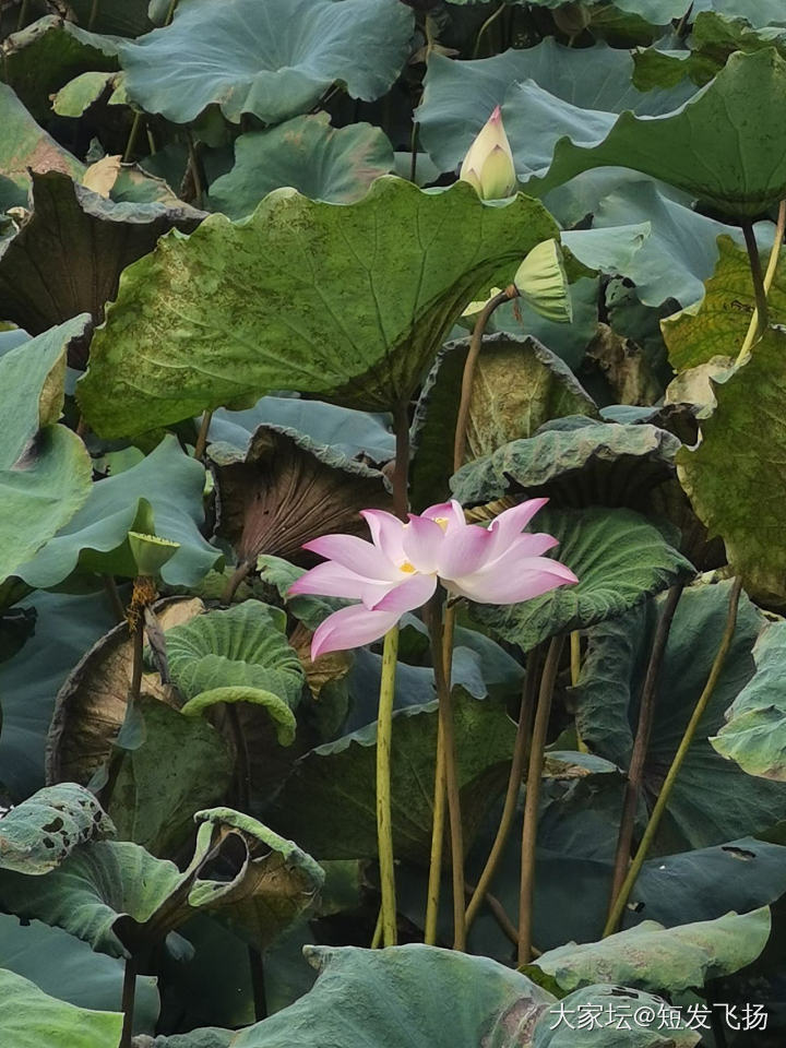 映日荷花别样红_花