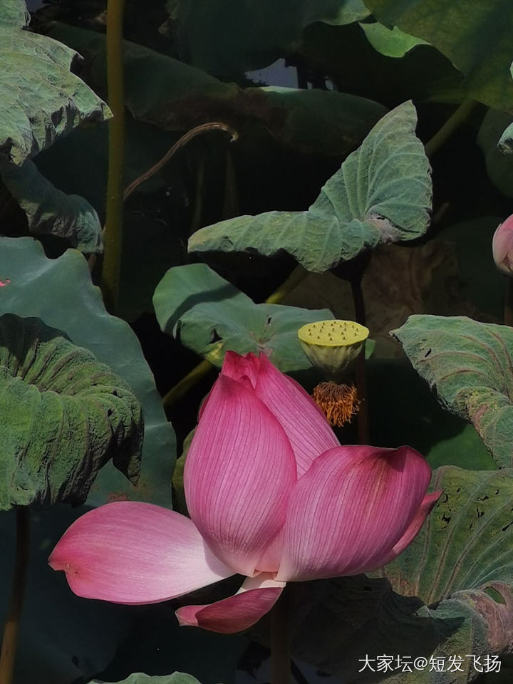 映日荷花别样红_花