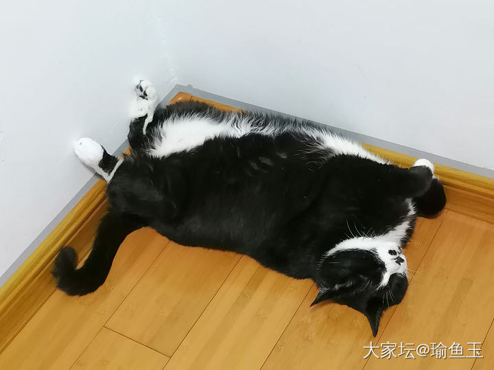 早睡早起的小猫咪_宠物猫