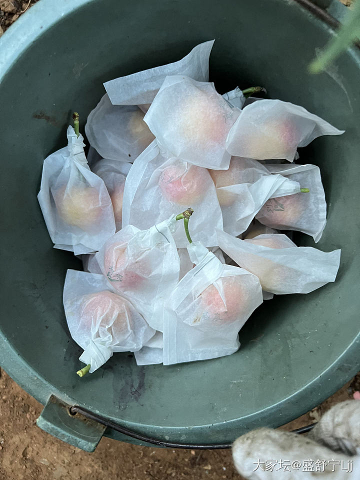 樱桃：佳红