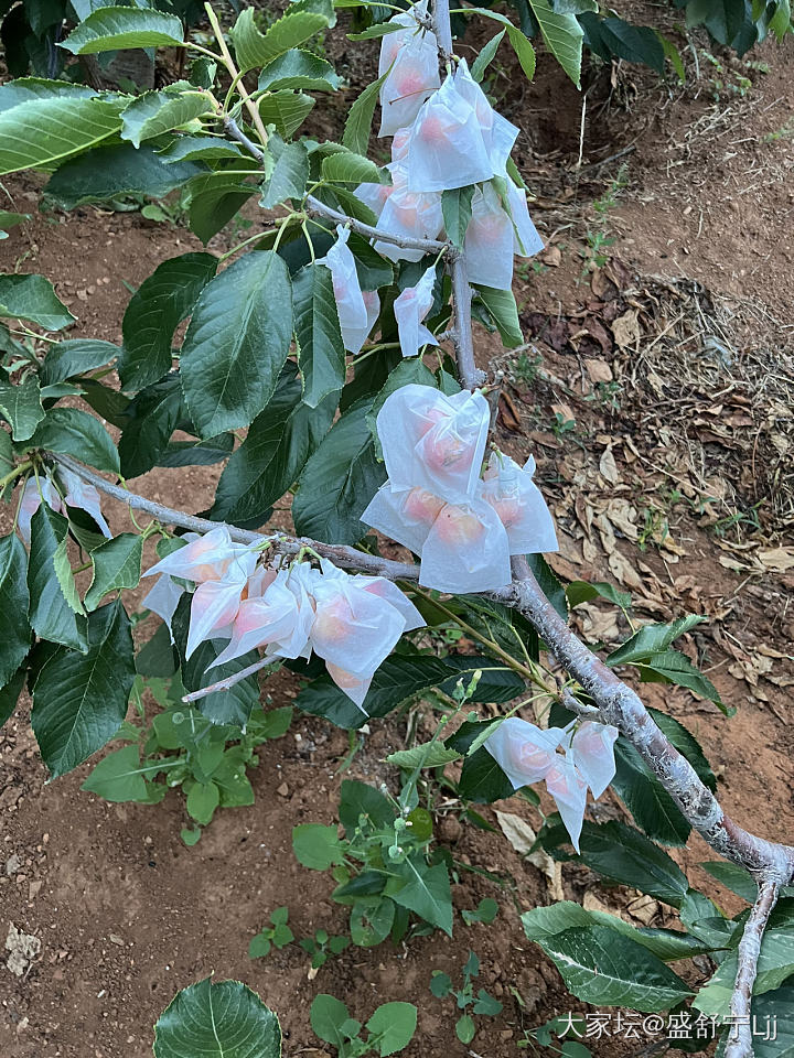 樱桃：佳红
