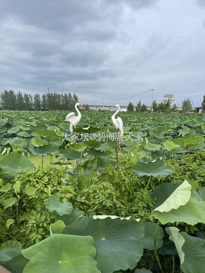 夏日限定_景色