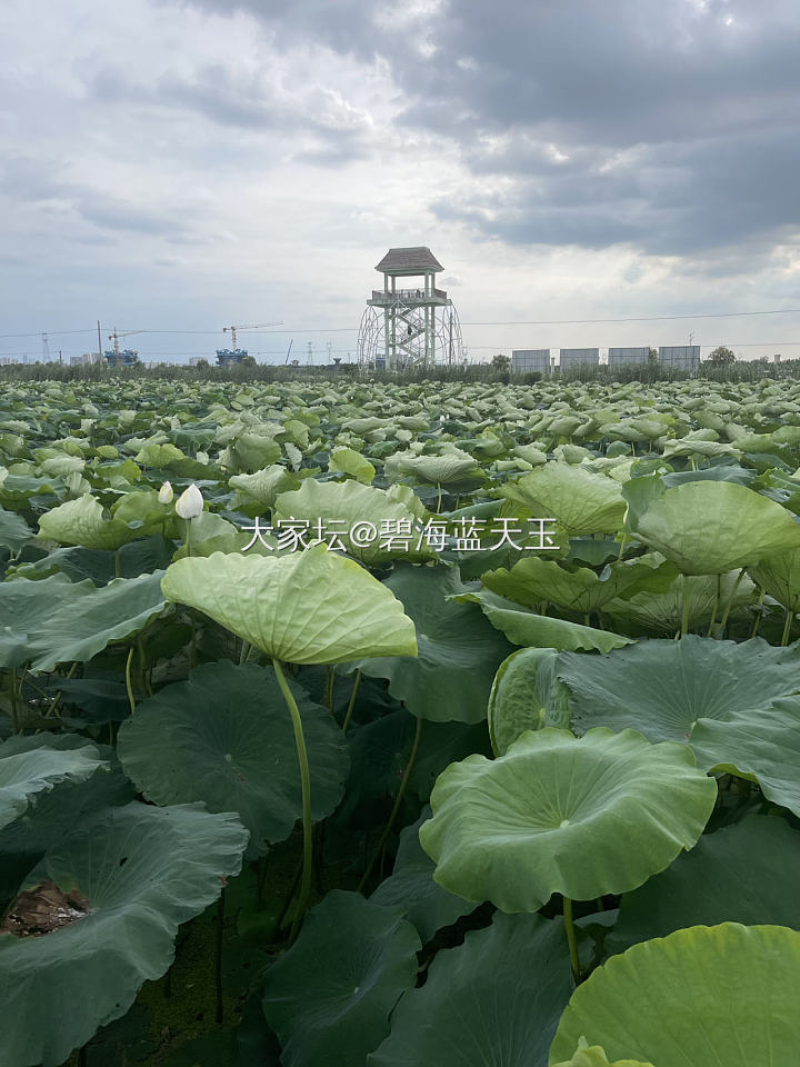 夏日限定_景色