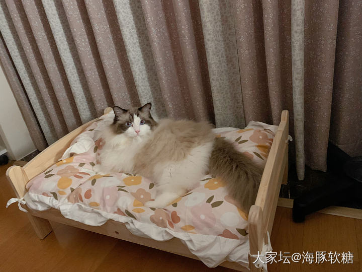 中考终于结束了_猫