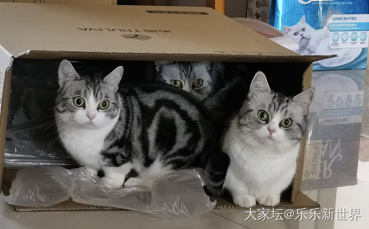 这是我的喵，可以看看大家的喵吗😄_猫