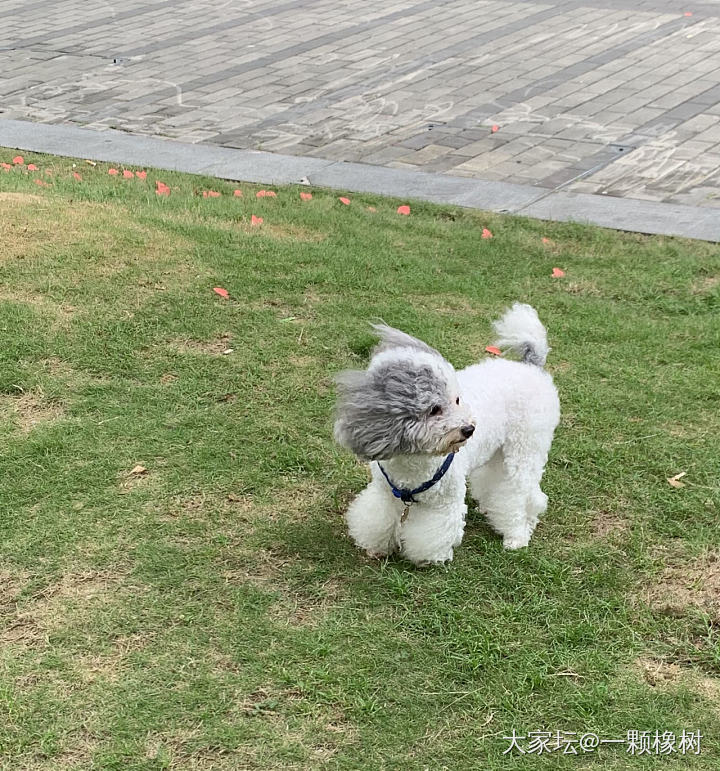 海边的🐶_生活宠物