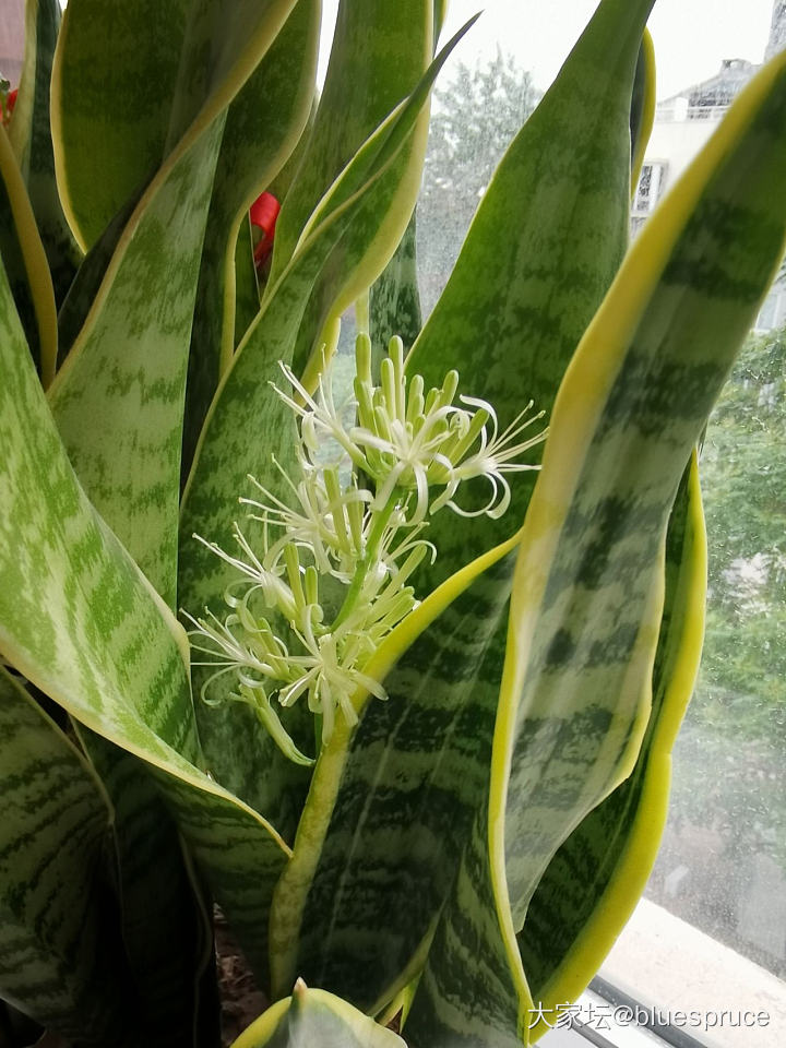 虎皮兰开花了！_植物