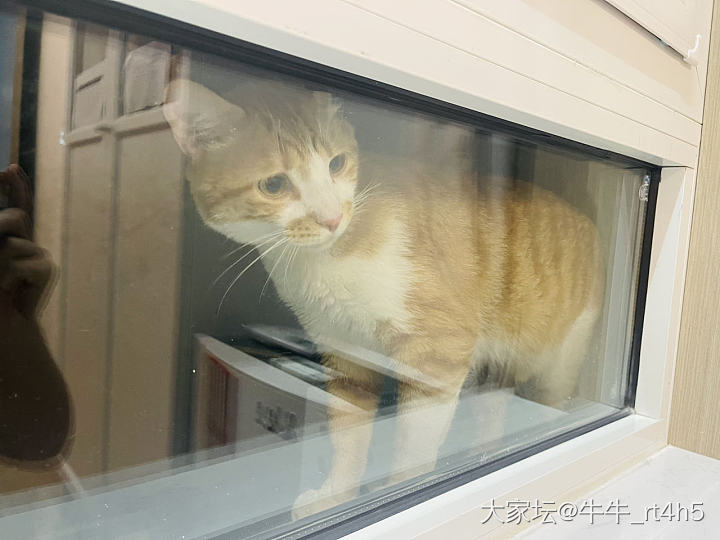 你们家猫爱吃猫粮吗_猫