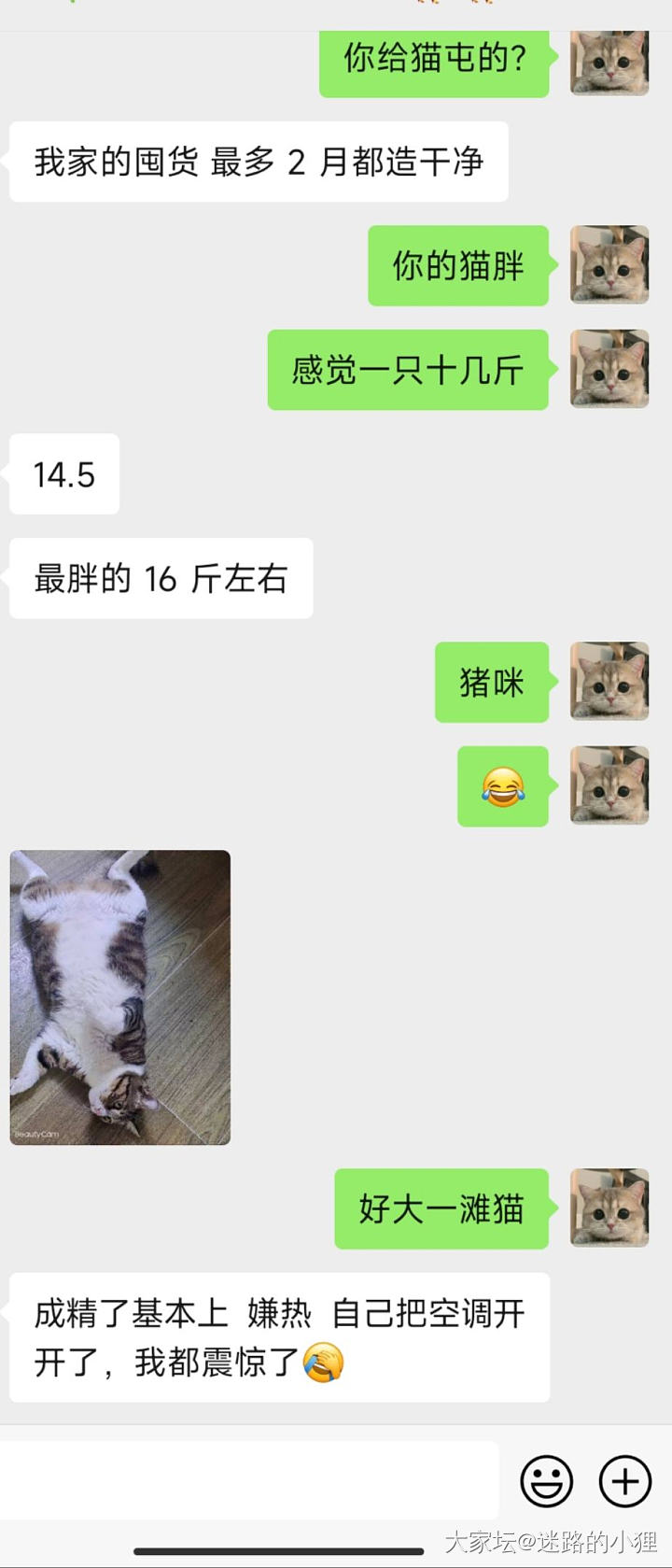 算不算是个小美女？_猫