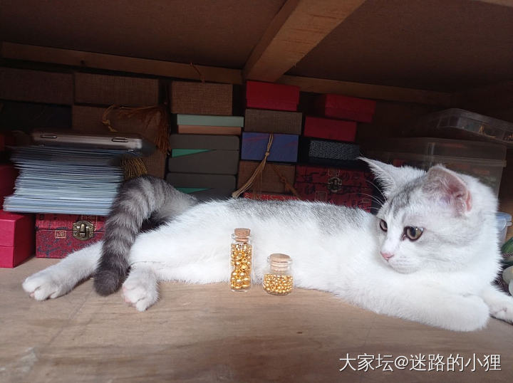 算不算是个小美女？_猫