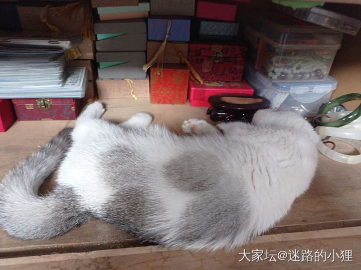 本喵是贵重物品～_猫