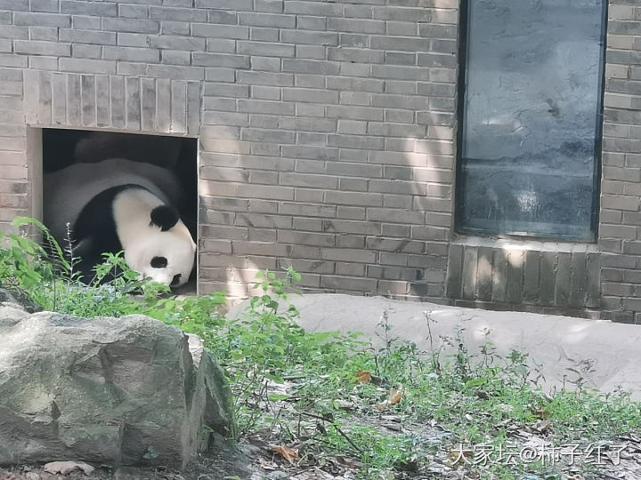 熊猫真的怕热_哺乳类