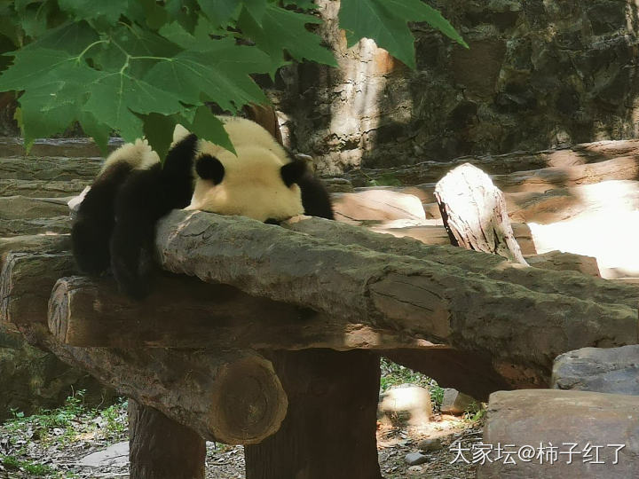 熊猫真的怕热_哺乳类