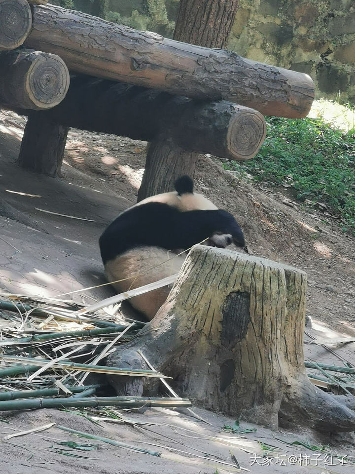 熊猫真的怕热_哺乳类