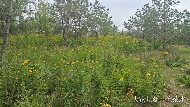 野花映脸霞光照，万里山川似锦绣_景色