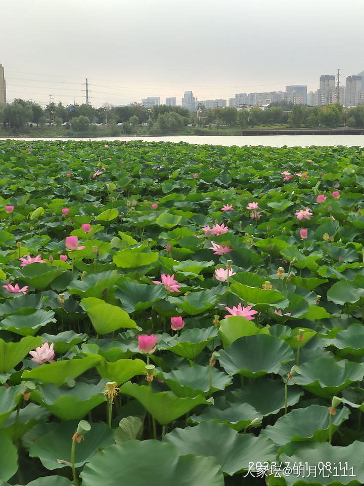 接天莲叶无穷碧，映日荷花别样红_花景色