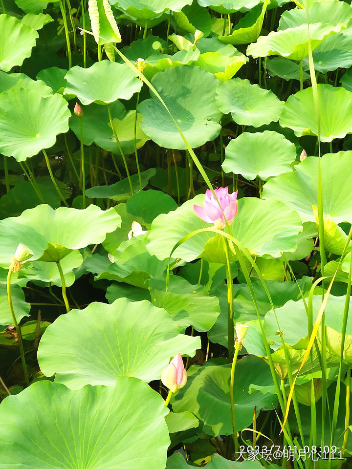 接天莲叶无穷碧，映日荷花别样红_花景色