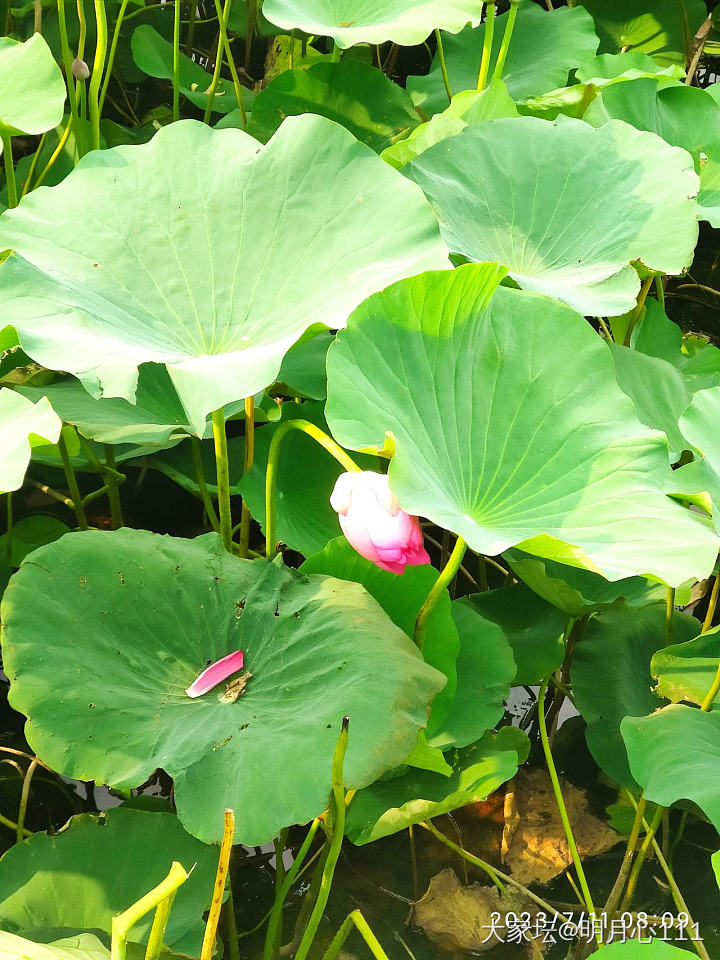 接天莲叶无穷碧，映日荷花别样红_花景色