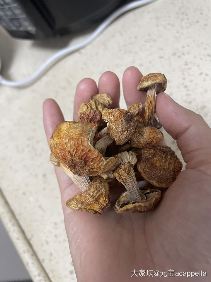 谁知道这是什么蘑菇吗？_食材美食生活
