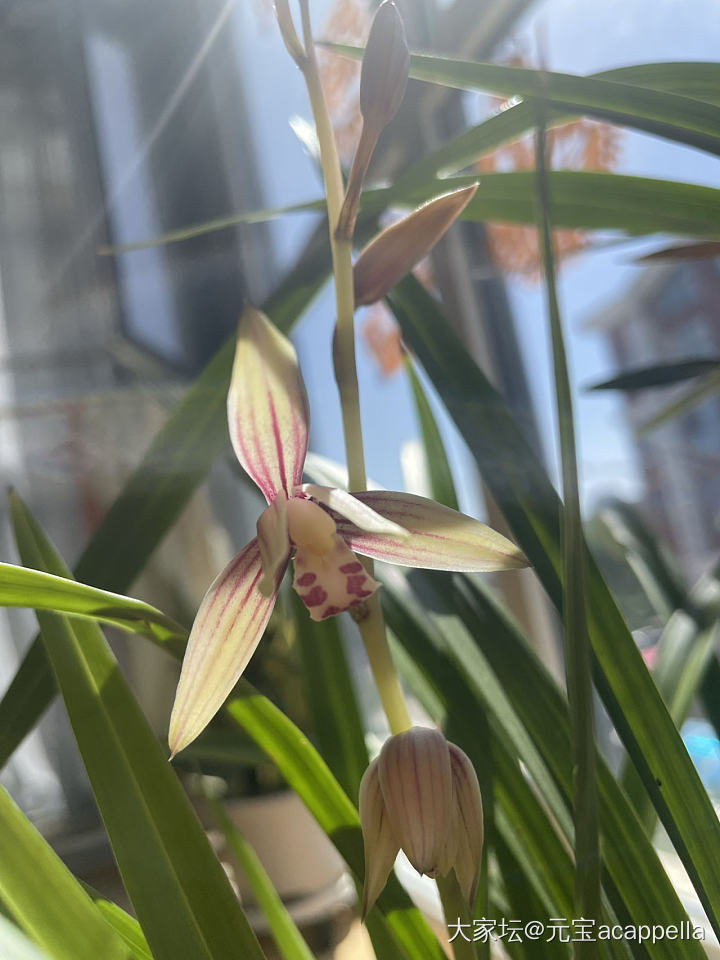 生平第一次养开了一朵兰花_植物