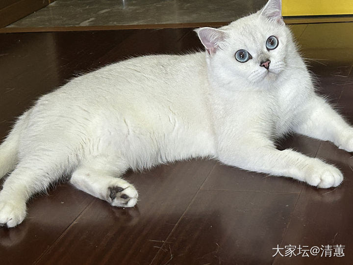 我的大宝贝，三岁了，猜猜看这是妹妹还是弟弟？_猫