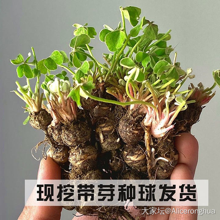 求花名，万能的坛友们，帮我看看这种花的名字叫什么，想去网上买。_花植物