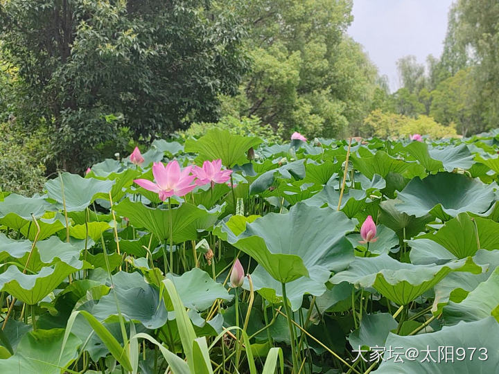 出来看花，差点热化了啊_旅游