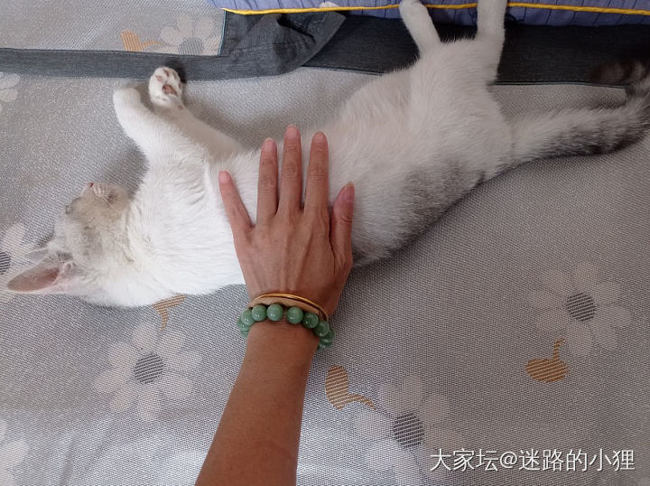 据说…_猫