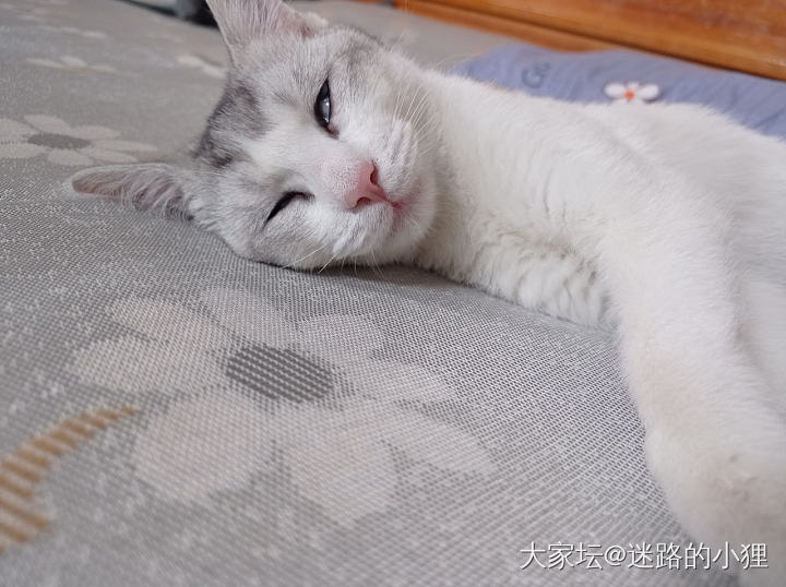 据说…_猫