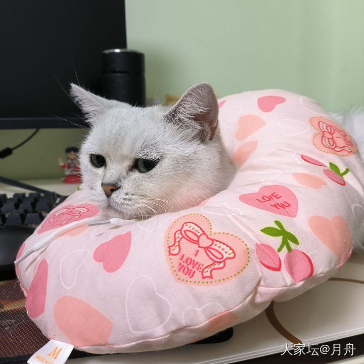 小刀剌屁股_猫