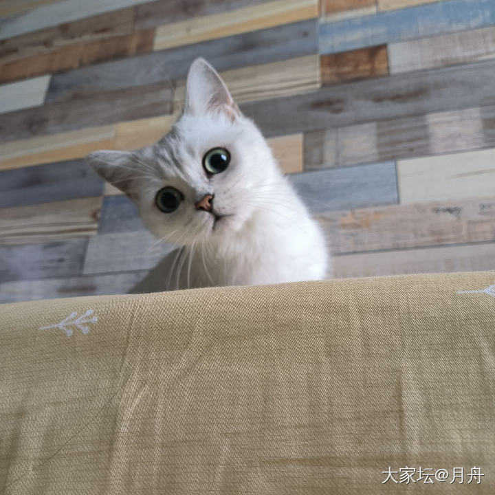 小刀剌屁股_猫