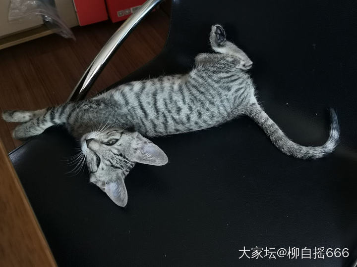 有猫窝不睡…_猫