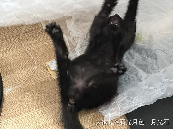 要不要把小白接来呢_猫